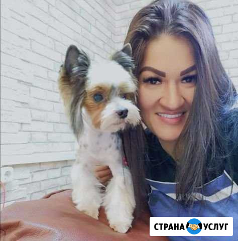 Стрижка кошек и собак Краснодар - изображение 1
