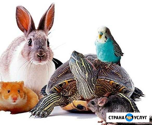 Передержка животных Липецк - изображение 1
