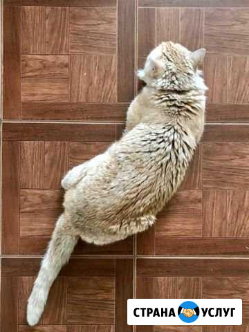 Подстричь кота Троицк - изображение 1