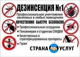 Уничтожение клопов, тараканов, крыс, мышей, клещей Северодвинск - изображение 1