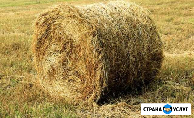 Сено Нальчик - изображение 1