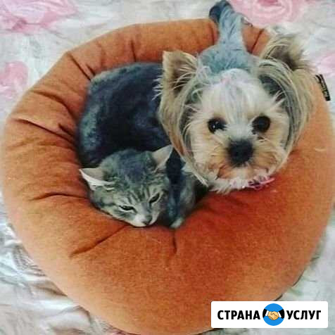 Зоогостиница Сочи - изображение 1