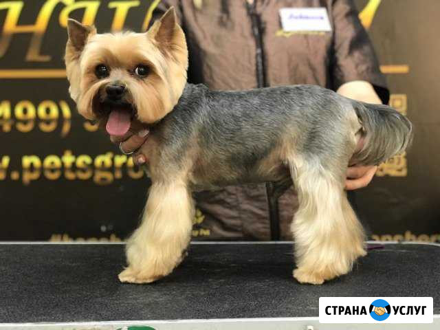 Стрижка собак, р-н Технологического университета Белгород - изображение 1