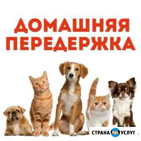 Передержка животных Алексин - изображение 1