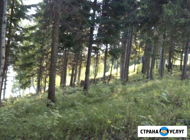 Рассчистка участка Пермь - изображение 1