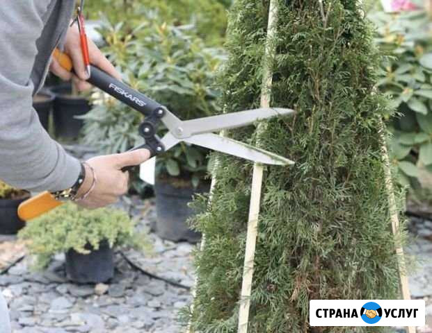 Топиарная стрижка кустарника Таганрог - изображение 1