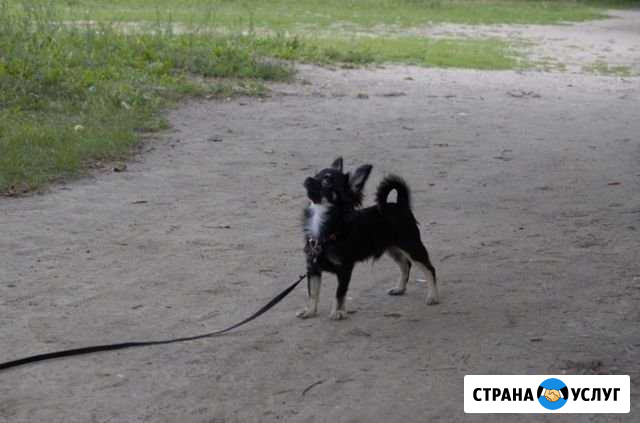 Кобель чихуа для вязки Дзержинск - изображение 1