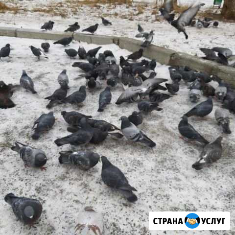 Видеоклип, видеоролик, слайдшоу Челябинск - изображение 1