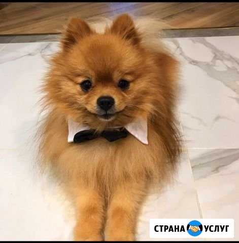 Шпиц Тюмень - изображение 1
