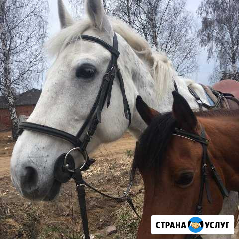 Прогулки на лошадях,пони(конные прогулки) Иваново - изображение 1
