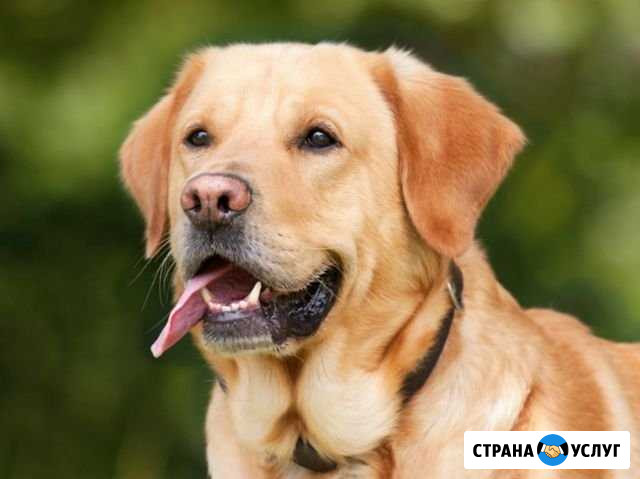 Купание больших пород собак Шахты - изображение 1