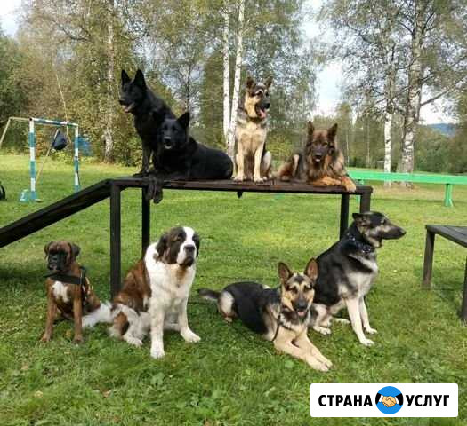Дрессировка собак Ленинск-Кузнецкий - изображение 1