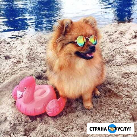 Собака для фотосессии Барнаул - изображение 1
