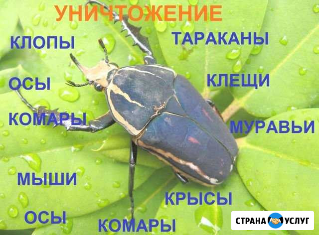 Уничтожение клопов, тараканов, муравьёв, клещей Тверь - изображение 1