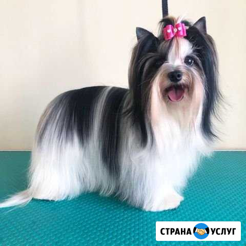 Стрижка собак Новосибирск - изображение 1
