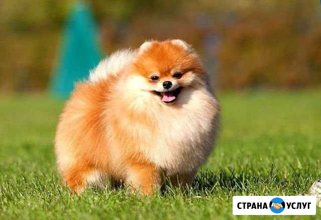 Передержка собак. Бесплатно Стерлитамак - изображение 1