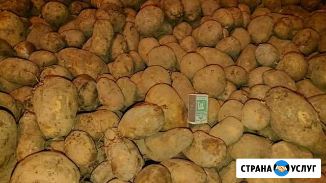 Картошка своя привезу Новочебоксарск - изображение 1