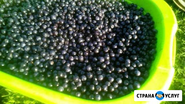 Лесная черника Сасово - изображение 1