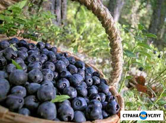 Черника. Черничные листья бесплатно Северодвинск