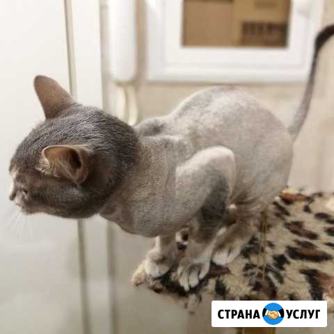 Стрижка собак и кошек, экспресс линька у Вас дома Волгоград - изображение 1