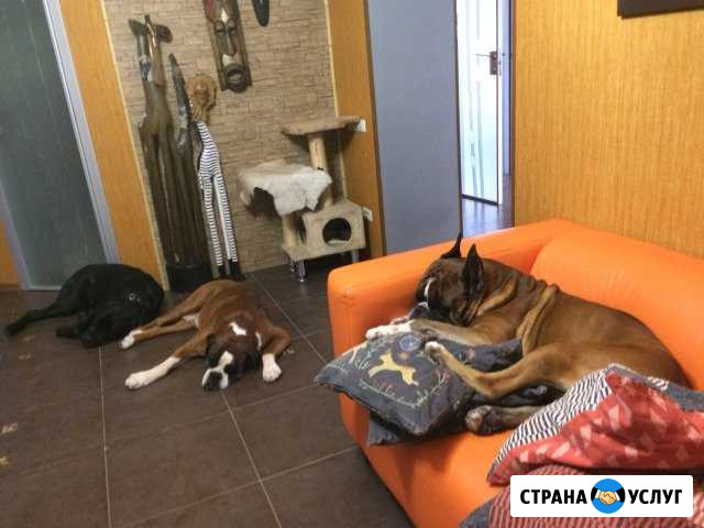 Передержка собак, гостиница для собак Казань - изображение 1