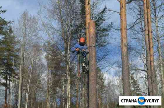 Спил Деревьев Спб и ло Сестрорецк