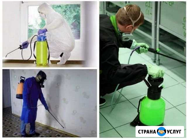Уничтожение тараканов. Дезинсекция в квартире Северодвинск - изображение 1