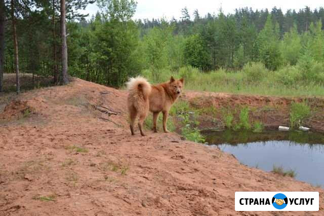 Животные Чудово - изображение 1