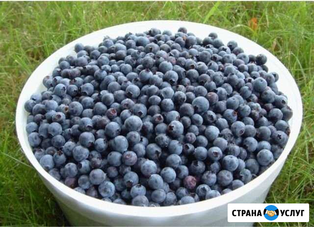 Собираю чернику на заказ Выборг - изображение 1