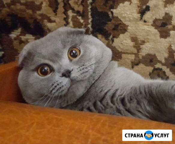 Вязка Торжок - изображение 1