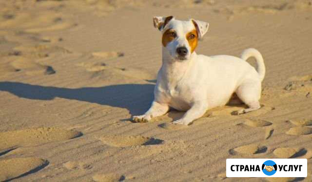Вязка Джек Рассел терьер Калининград - изображение 1