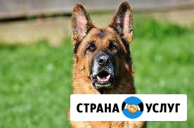 Коррекция поведения, дрессировка собак Чебоксары - изображение 1