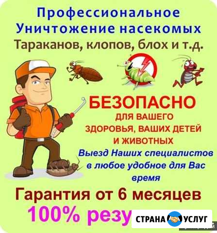 Уничтожение клопов тараканов клещей блох муравьёв Сочи - изображение 1