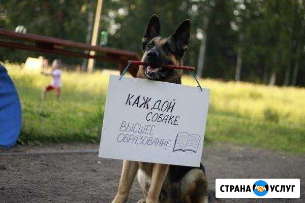 Дрессировка Волхов - изображение 1