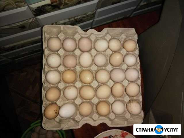Еда Калач-на-Дону - изображение 1
