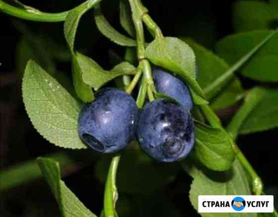 Продажа черники Выборг