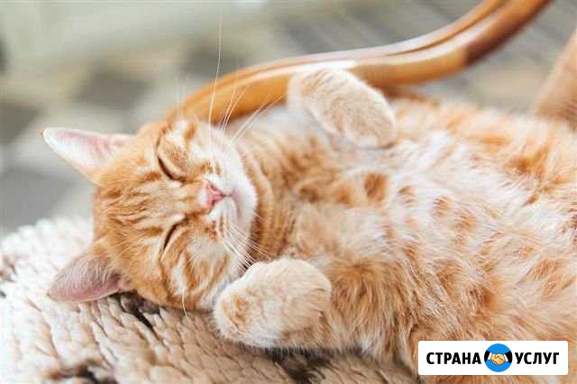 Ветеринарные услуги у вас дома Ижевск - изображение 1