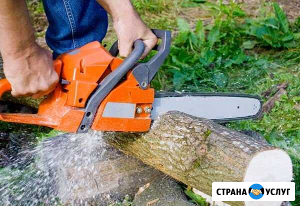 Подвалю деревья,пилю дрова,валка деревьев Клинцы - изображение 1