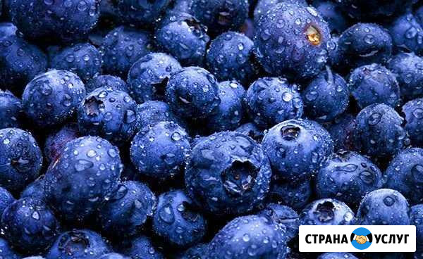 Свежая черника Уфа - изображение 1