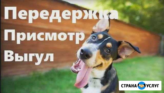 Передержка собак.Няня для вашего хвостика Киров - изображение 1