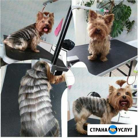 Стрижка собак и кошек Губкин, груминг Губкин - изображение 1