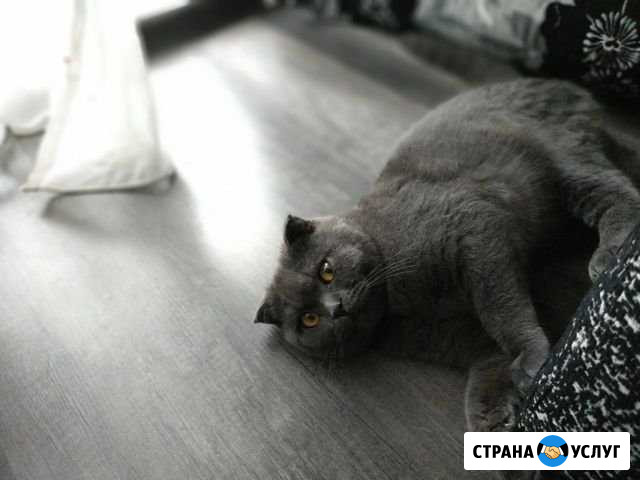 Кот на вязку Нижний Новгород - изображение 1