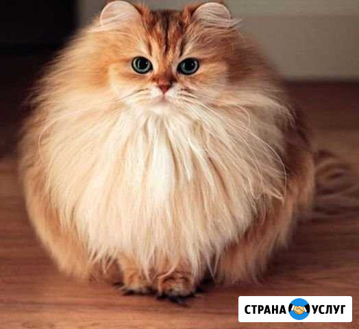 Передержка кошек Мурманск - изображение 1
