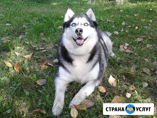 Домашняя семейная передержка собак и др животных Москва - изображение 1