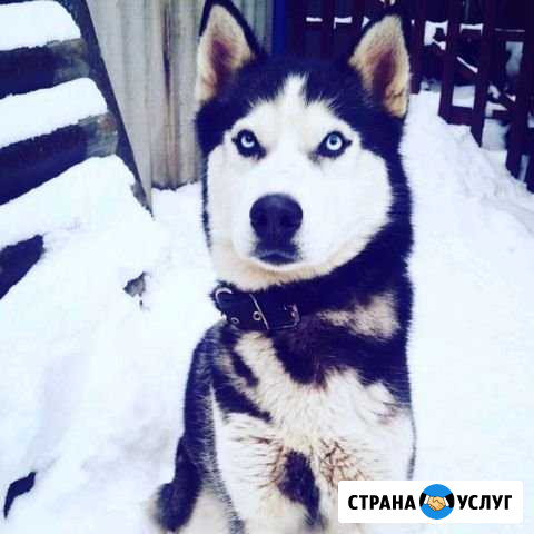 Кабель Хаски для вязки РКФ Ростов-на-Дону - изображение 1
