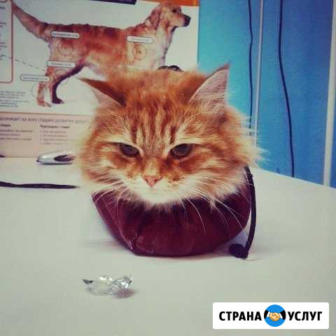 Ветеринарный специалист Ростов-на-Дону - изображение 1
