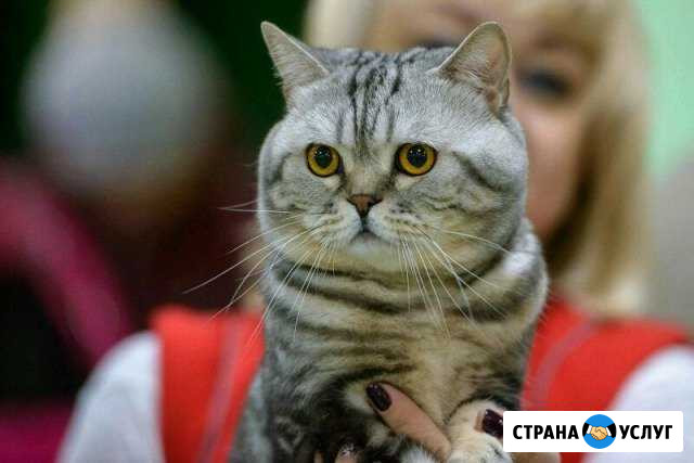 Приглашаем на вязку Белгород - изображение 1