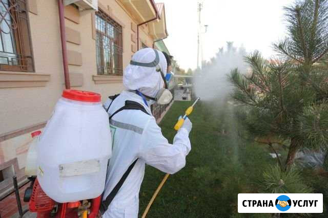 Дезинфекция Дезинсекция Дератизация Санкт-Петербург - изображение 1