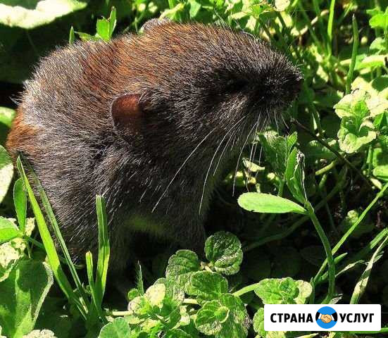 Выведение тараканов клопов блох мышей запахов Казань - изображение 1