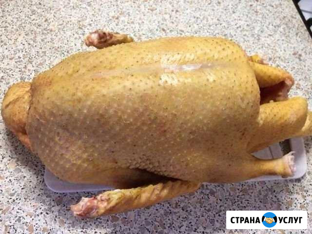 Тушки домашних уток броллера Казань - изображение 1